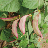 Purple-edged Hyacinth Bean Seeds