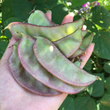 Purple-edged Hyacinth Bean Seeds
