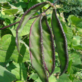 Purple-edged Hyacinth Bean Seeds