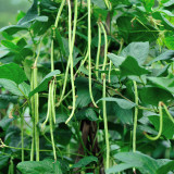 Huajun No.1 Yardlong Bean Seeds