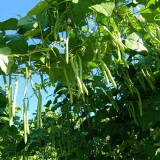 Huajun No.5 Snap Bean Seeds