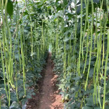 Huajun No.1 Yardlong Bean Seeds
