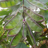 Purple-edged Hyacinth Bean Seeds