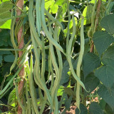 Huajun No.5 Snap Bean Seeds
