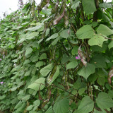 Purple-edged Hyacinth Bean Seeds