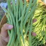 Huajun No.5 Snap Bean Seeds