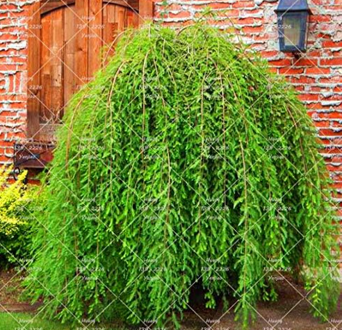 Weeping Cypress Plant Courtyard Tree Seed