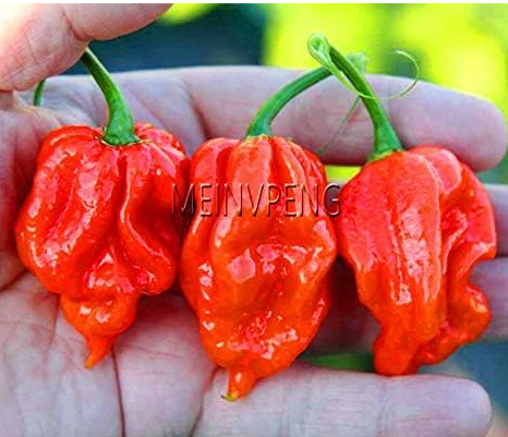 Trinidad Scorpion Pepper Seed, Scorpion Moruga Pepper