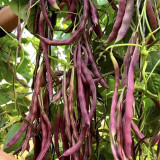 Huajun No.8 Purple Kidney Bean Seeds