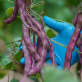 Huajun No.8 Purple Kidney Bean Seeds