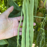 Huajun No.10 Snow Bean Seeds