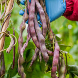 Huajun No.8 Purple Kidney Bean Seeds
