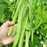 Huajun No.10 Snow Bean Seeds