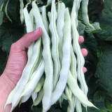 Huajun No.9 Kidney Bean Seeds
