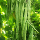 Huajun No.10 Snow Bean Seeds