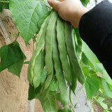 Huajun No.10 Snow Bean Seeds