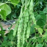 Huajun No.10 Snow Bean Seeds