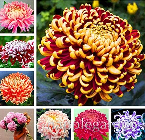 Mixed Chrysanthemum Flower Seed, Perennis Indoor Plants