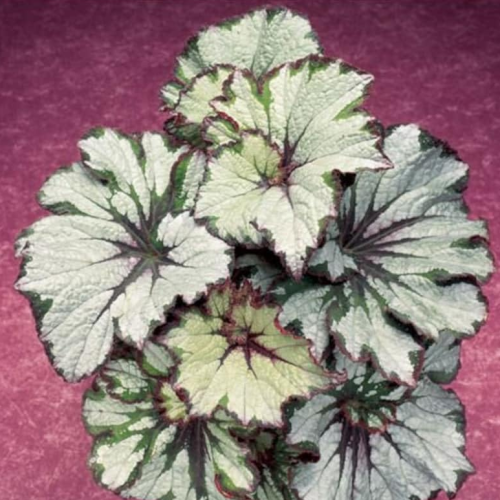 Green Begonia Flower Seeds