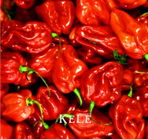 Hot chilli Pepper capsicum Vegetable Seed