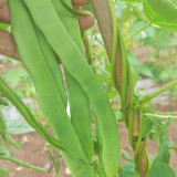 Huajun No.10 Snow Bean Seeds