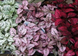 Mix Hypoestes Flower Seeds Hypoestes Phyllostachya Polka Dot Plant