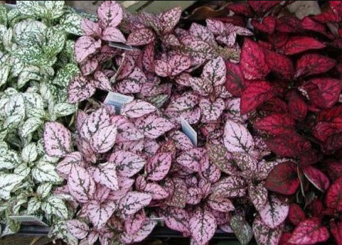Mix Hypoestes Flower Seeds Hypoestes Phyllostachya Polka Dot Plant