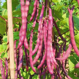 Huajun No.8 Purple Kidney Bean Seeds