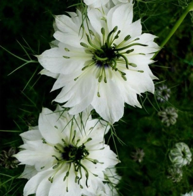 Nigella White Flower Seeds Nigella Damascena Love in A Mist White Flower Seeds