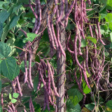 Huajun No.8 Purple Kidney Bean Seeds