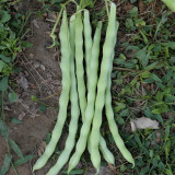Huajun No.12 Kidney Bean Seeds