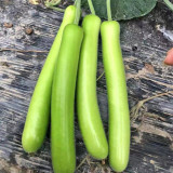 Bottle Gourd Seeds Nutrient-Rich