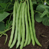 Huajun No.13 Snap Bean Seeds