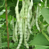 Huajun No.12 Kidney Bean Seeds