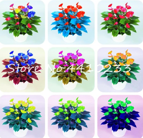 Colorful Flower Seed Anthurium Andraeanu Plant Seeds