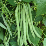 Huajun No.12 Kidney Bean Seeds