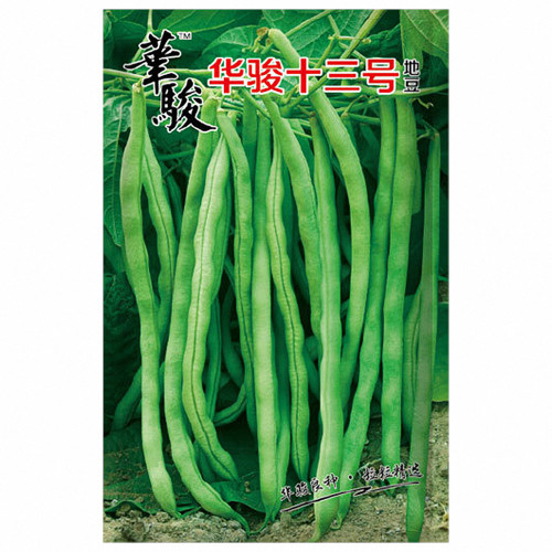Huajun No.13 Snap Bean Seeds
