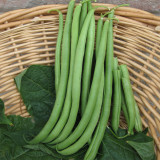 Huajun No.13 Snap Bean Seeds