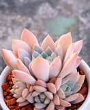 Mini Succulent Cactus Seed Rare Succulent Perennial