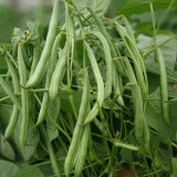 Huajun No.13 Snap Bean Seeds