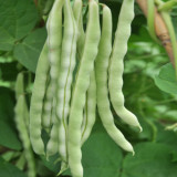 Huajun No.12 Kidney Bean Seeds