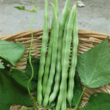 Huajun No.12 Kidney Bean Seeds
