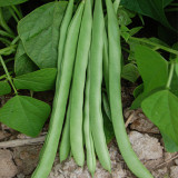 Huajun No.13 Snap Bean Seeds