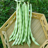 Huajun No.12 Kidney Bean Seeds