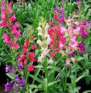 Mixed Beardtongues Penstemon Perennial Flowering Seeds
