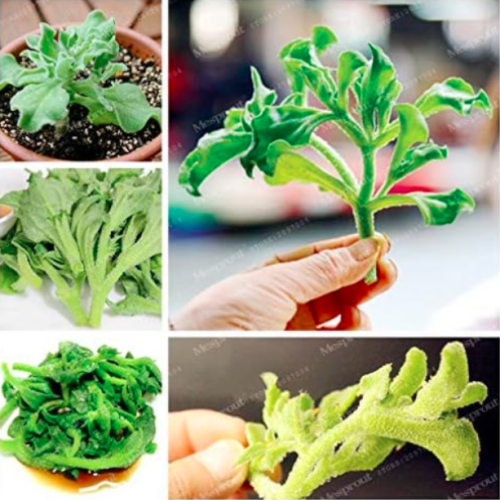 Ice Plant (Mesembryanthemum Crystallinum) Seed Rare Ice-Like Kind Vegetables