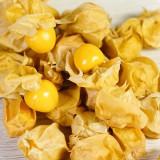 Physalis pubescens, Groundcherry Seeds 