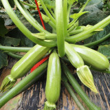 Zaoqing Zucchini Seeds