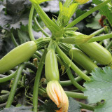 Zaoqing Zucchini Seeds