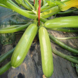 Zaoqing Zucchini Seeds
